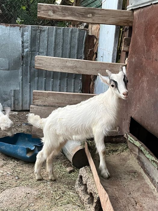 Теке лақтар сатылады