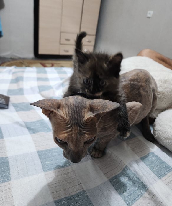Отдам бесплатно котёнка