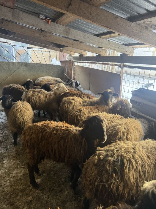 Продам 18 голов токты