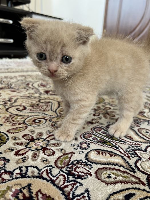 Скотиш фолд