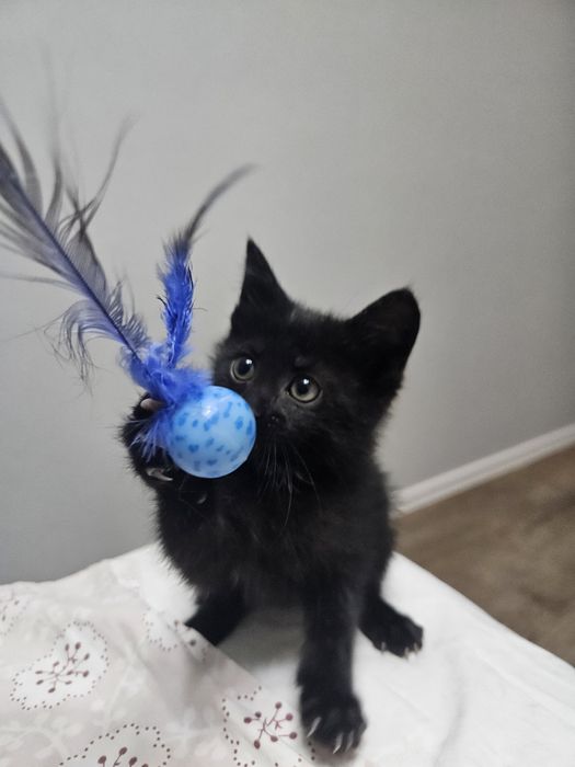 Котёнок девочка 2 месяца