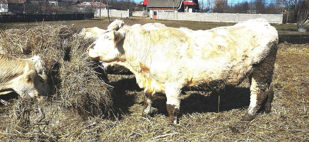 Vand  vaca  rasa de carne Charolaise