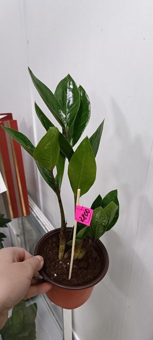 Долларовое дерево:2800 тенге