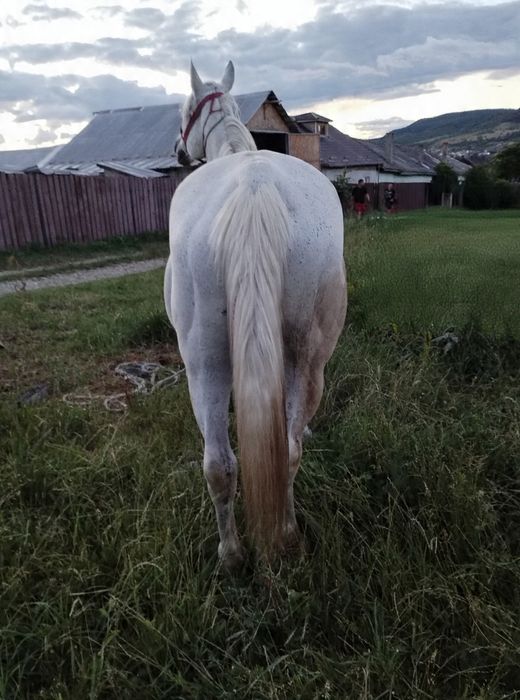 Iapă de vânzare.