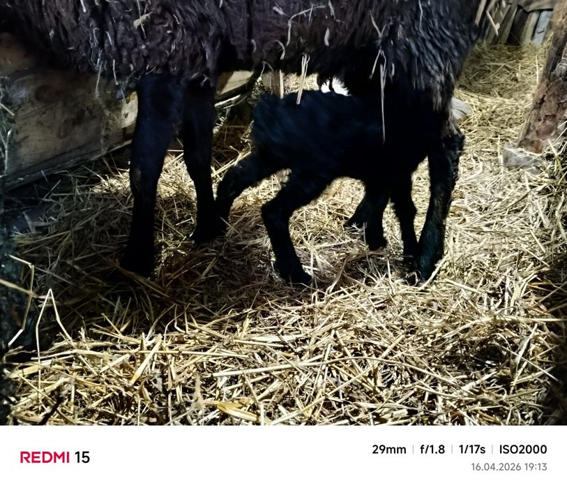 Продам овцу с ягненком