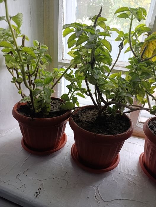 Продам комнатную мяту
