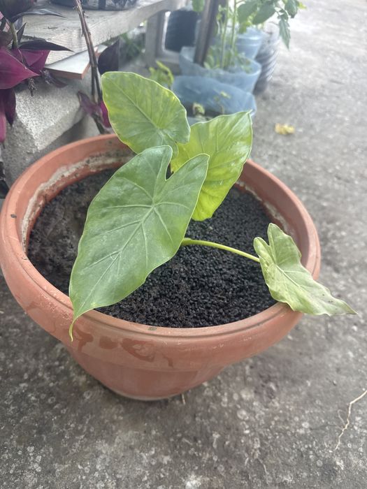 Продавам трилистници