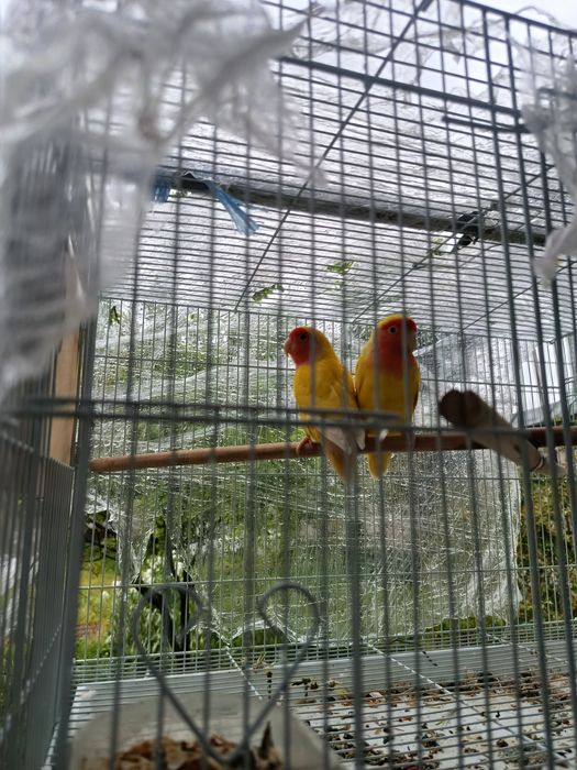 Papugay nerazluchka