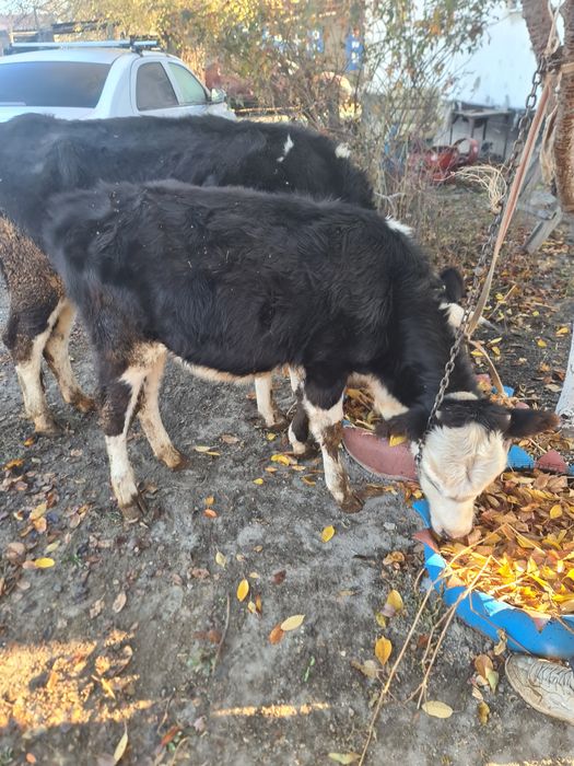 Сиырлар сатылады срочно