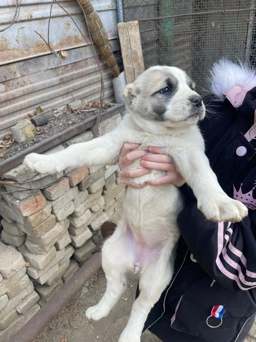 Продам щенков алабая