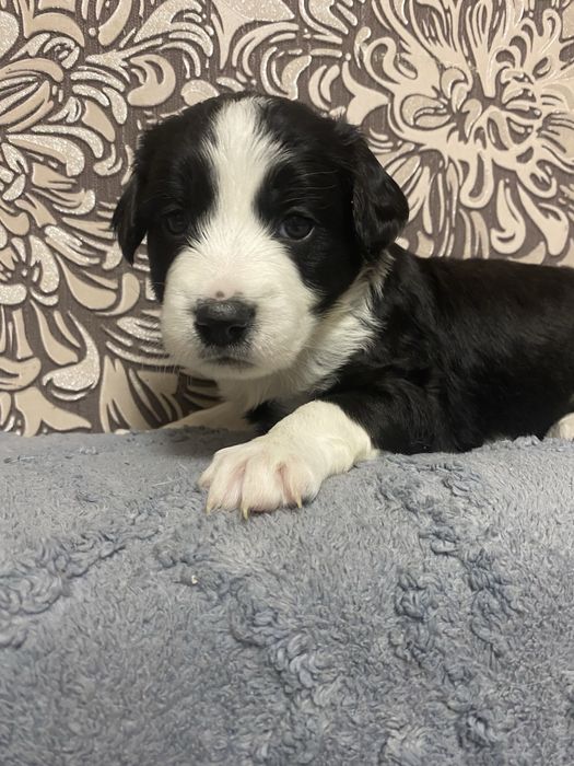 Щенок ,мама спаниель