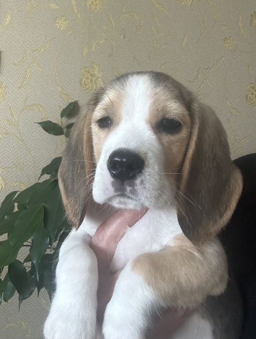 Щенок бигля, питомник