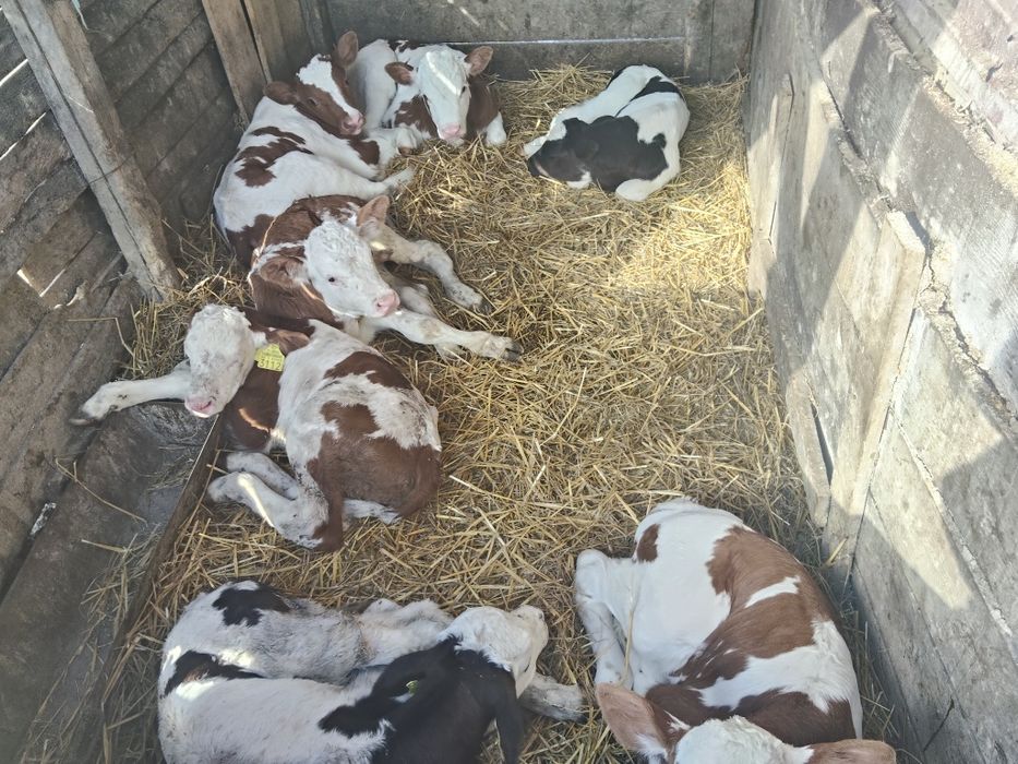 Taurasi sugarii de vânzare