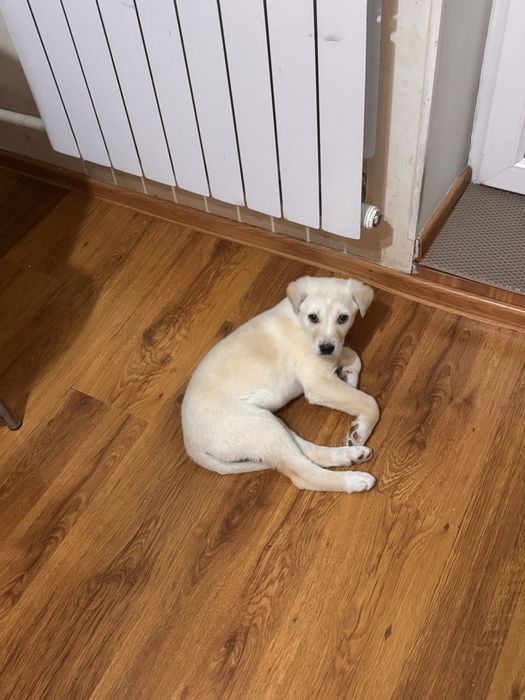 Щенок девочка 3 месяца