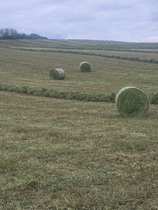 Baloti de lucernă