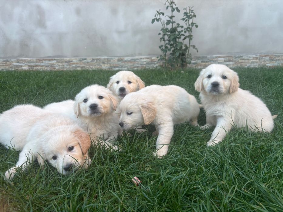 Căini  Golden Retriver