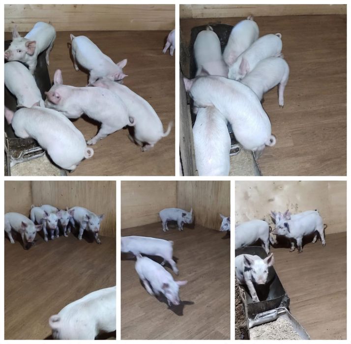 Продам поросят месячные