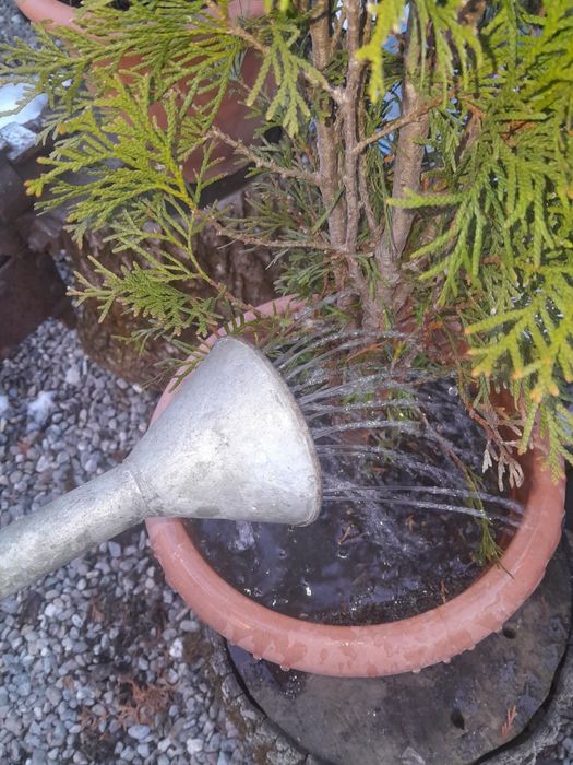 Vând stropitoare  veche