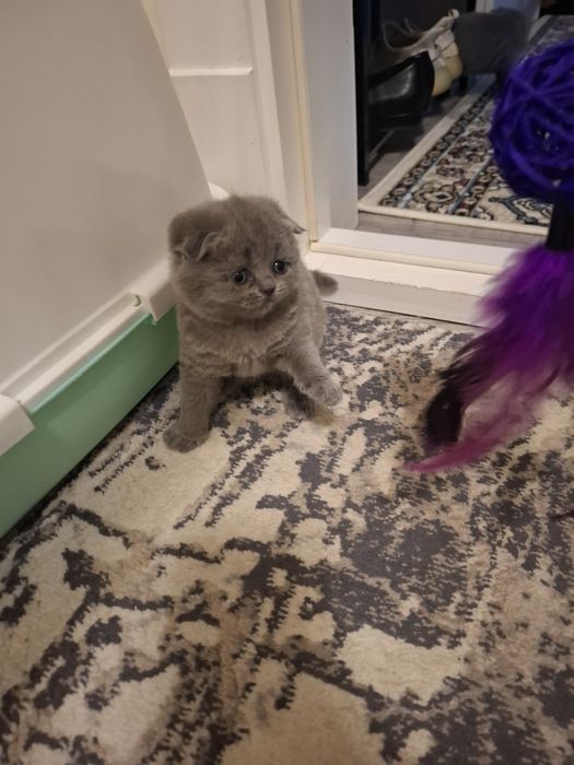 Продаются элитные котята 3 девочки 1 мальчик