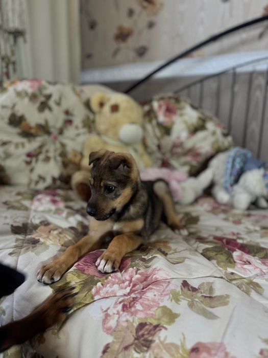 Отдаём не щенка, а счастье с хвостиком