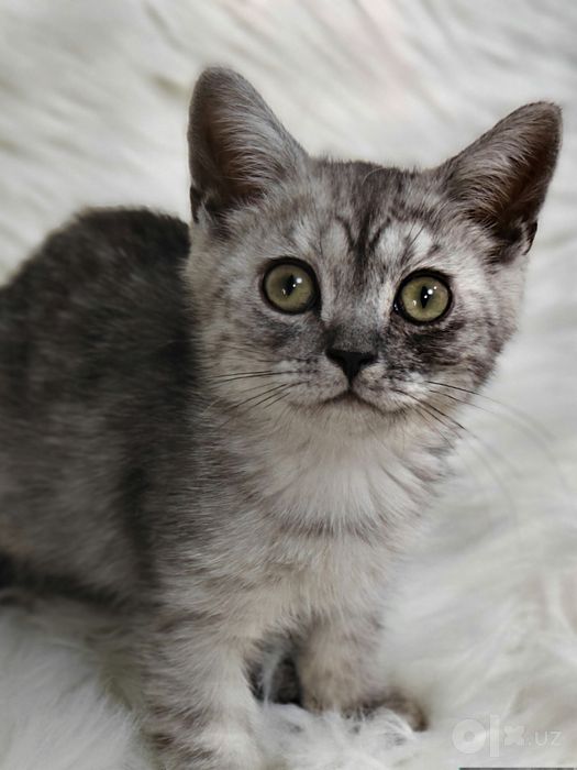 Шотландские  скоттиш  страйтики подрошенные