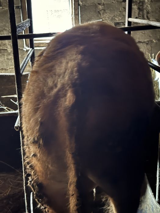 Продаются бычки 1.5! Соғым.