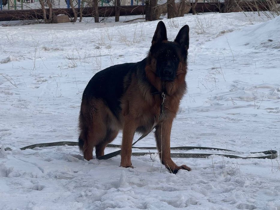 Вязка Немецкая Овчарка