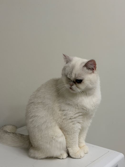 Кошка Маркиза ищет дом.