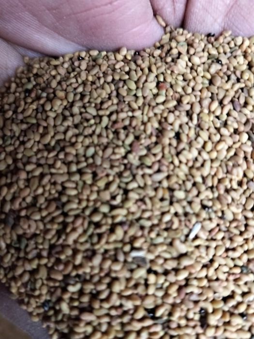 Жоңышқа сатылады