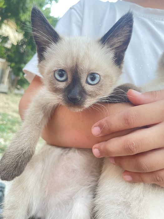 Котята в добрые руки !