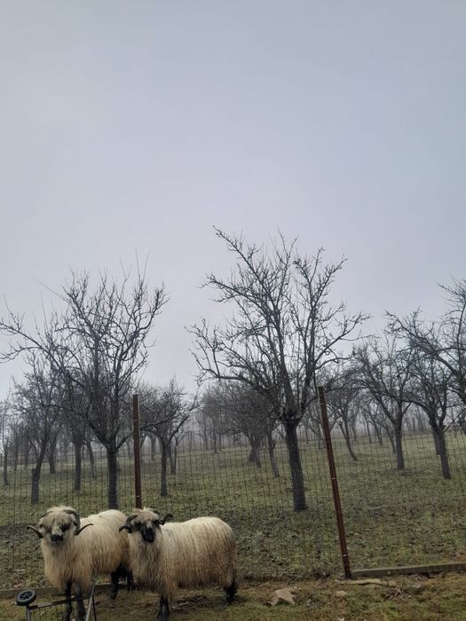 Vând doi berbecuți 850lei bucata