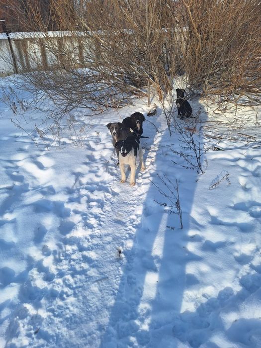 Щеночки в хорошие руки