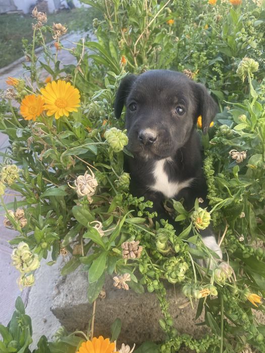 Спаниель щенок девочка