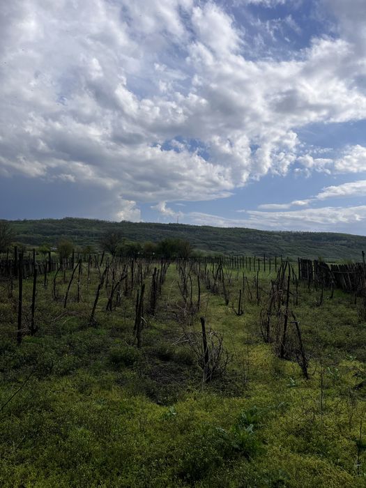 Casă + 2571 mp teren + potențial comercial în Strehaia, aproape de strada principală