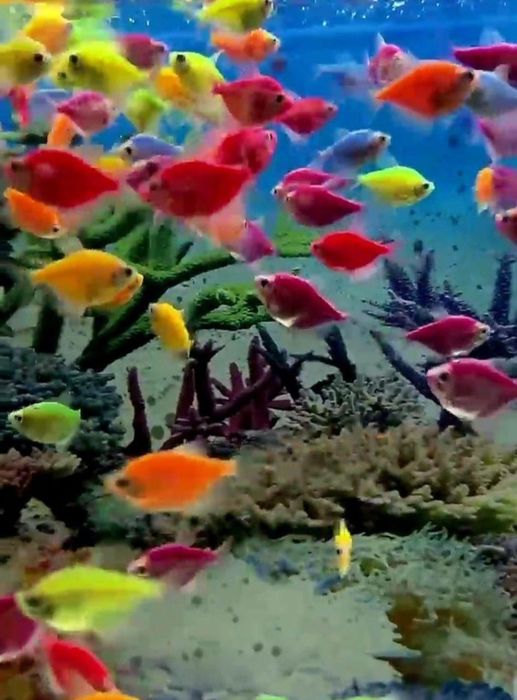 Аквариумные рыбки.