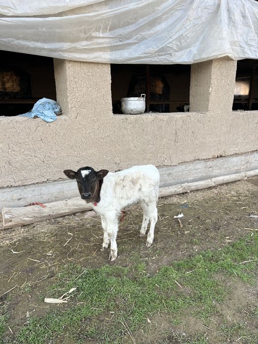 Ona bola sigir bolasi urgʻochi 20mln kami bor