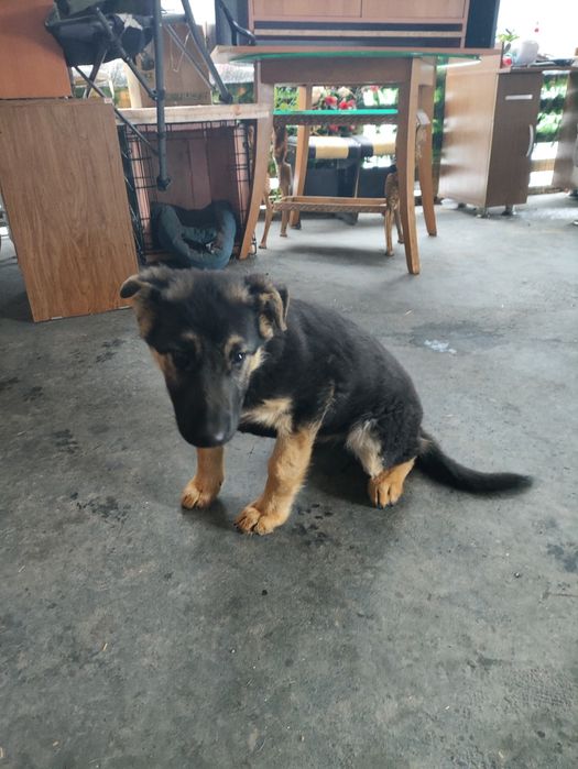 Щенок .Овчарка продам