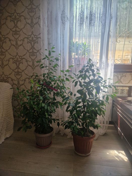 Цветы.  домашный