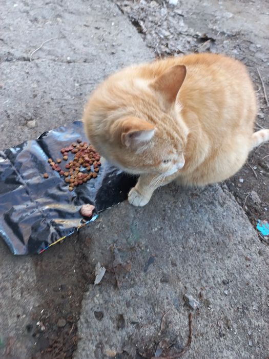 Добрый Рыжий симпатяга кот