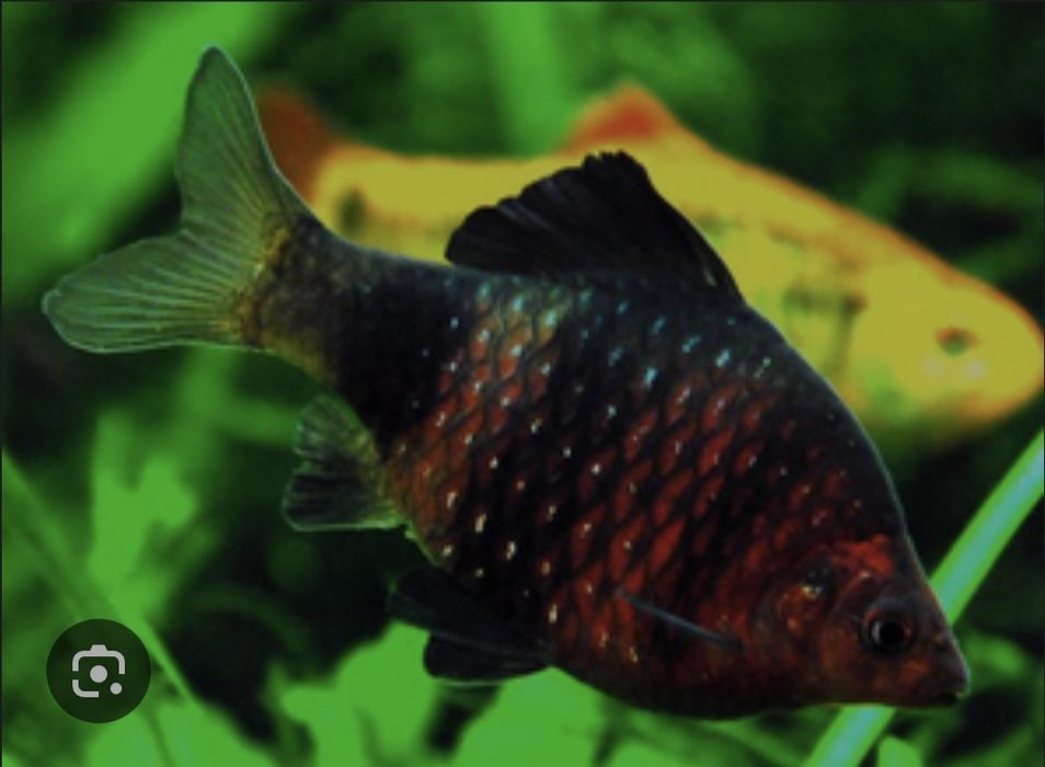 Продам рыб разных мирных