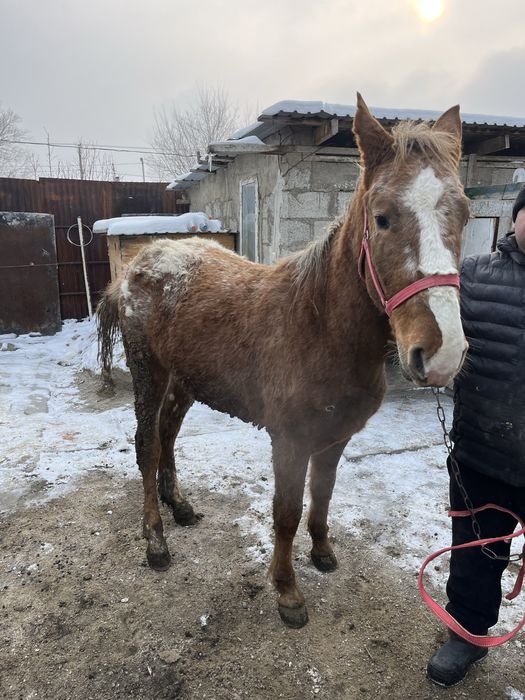 Байтал сатыладыы