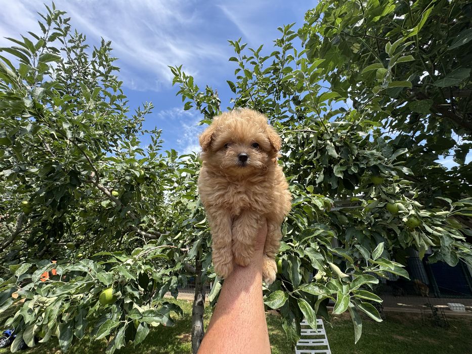 Продавам помапу - възможна доставка