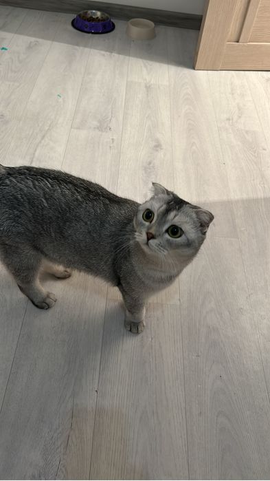 Отдам кошка хороший руки