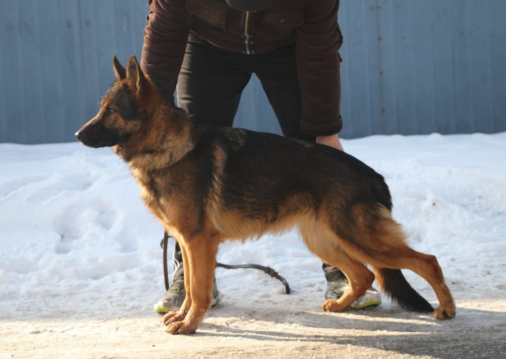 Немецкая Овчарка , Рабочие Линии