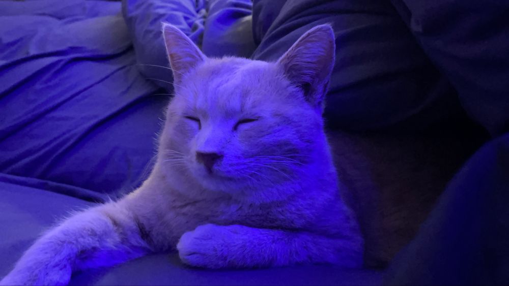 карамельный котик