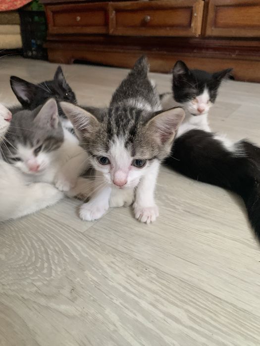 Отдам котят в добрые руки