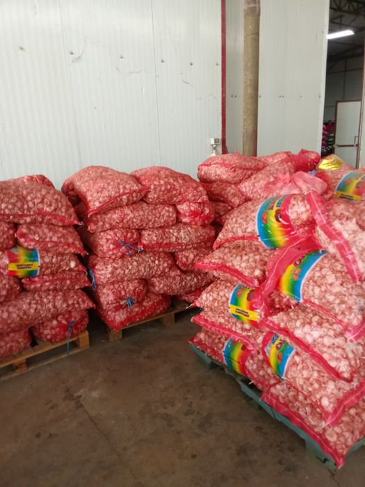 Vând usturoi de plantat !!!urgent