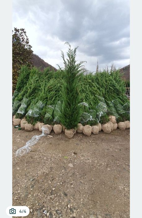 Leylandi chiparos oferta pret de producător