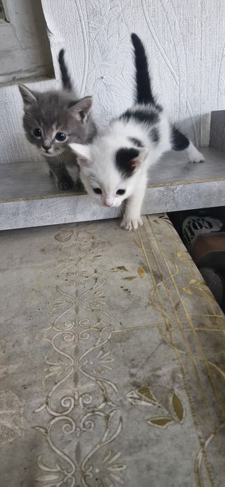 Животные  домашние