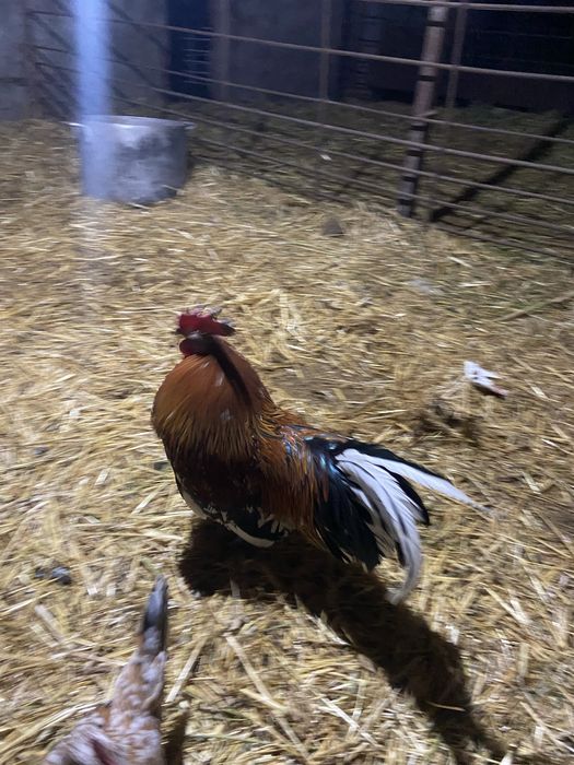 Петушки 5 штук не дорого